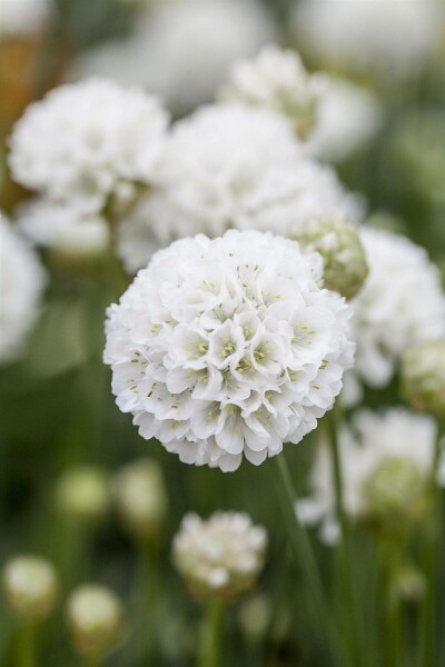Breitblättrige Grasnelke Armeria pseudarmeria 'Ballerina White' 5-10 Topf 9x9 cm (P9) Armeria pseudarmeria 'Ballerina White'