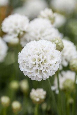 Breitblättrige Grasnelke Armeria pseudarmeria 'Ballerina White' 5-10 Topf 9x9 cm (P9) Armeria pseudarmeria 'Ballerina White'