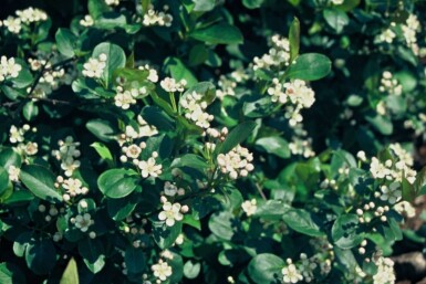 Schwarzfrüchtige Apfelbeere Aronia melanocarpa Strauch 80-100 Topf 12 ltr. (C12) Aronia melanocarpa Strauch 80-100 cm