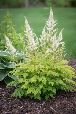 Kleine Geißbart Aruncus aethusifolius 'Noble Spirit' 5-10 Topf 9x9 cm (P9) Aruncus aethusifolius 'Noble Spirit'