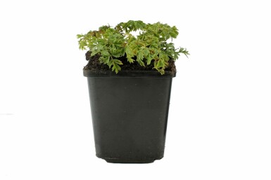 Kleine Geißbart Aruncus aethusifolius 'Noble Spirit' 5-10 Topf 9x9 cm (P9) Aruncus aethusifolius 'Noble Spirit'