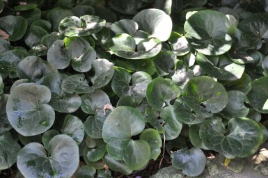 Gewöhnliche Haselwurz Asarum europaeum 5-10 Topf 9x9 cm (P9)