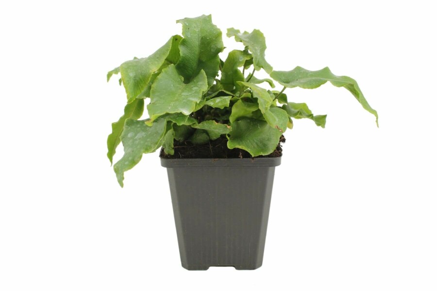 Hirschzungenfarn Asplenium scolopendrium 5-10 Topf 9x9 cm (P9) Asplenium scolopendrium