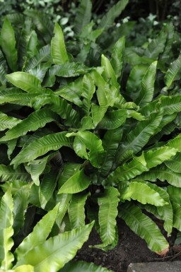 Hirschzungenfarn Asplenium scolopendrium 5-10 Topf 9x9 cm (P9) Asplenium scolopendrium