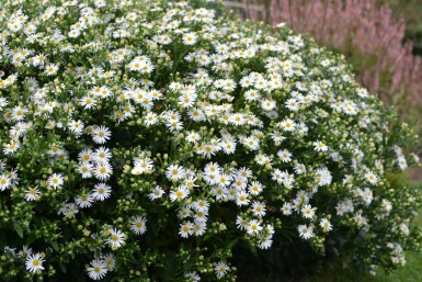 Wild-Aster Aster ageratoides 'Ashvi' 5-10 Topf 9x9 cm (P9) Aster ageratoides 'Ashvi'