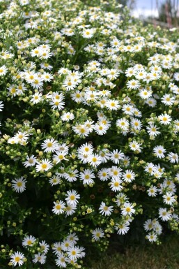 Wild-Aster Aster ageratoides 'Ashvi' 5-10 Topf 9x9 cm (P9)