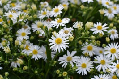 Wild-Aster Aster ageratoides 'Ashvi' 5-10 Topf 9x9 cm (P9) Aster ageratoides 'Ashvi'