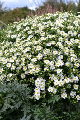 Wild-Aster Aster ageratoides 'Ashvi' 5-10 Topf 9x9 cm (P9) Aster ageratoides 'Ashvi'