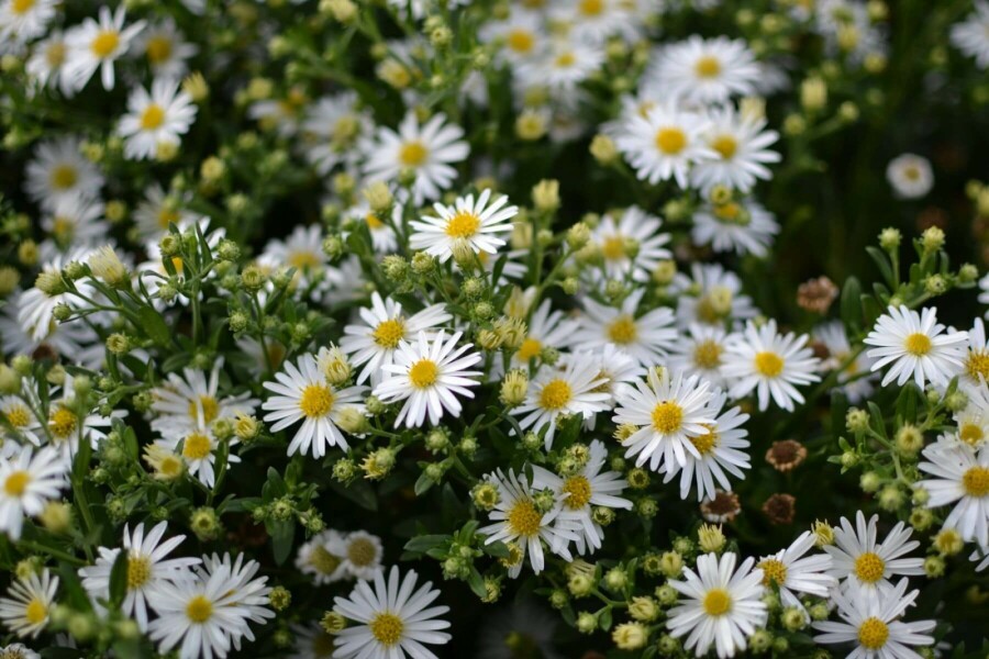 Wild-Aster Aster ageratoides 'Ashvi' 5-10 Topf 9x9 cm (P9) Aster ageratoides 'Ashvi'