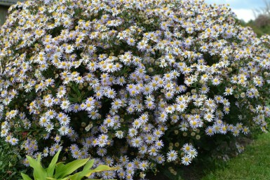 Wild-Aster Aster ageratoides 'Asran' 5-10 Topf 9x9 cm (P9)