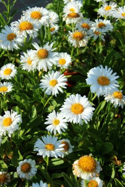 Weißblühende Alpen-Aster Aster alpinus 'Albus' 5-10 Topf 9x9 cm (P9) Aster alpinus 'Albus'