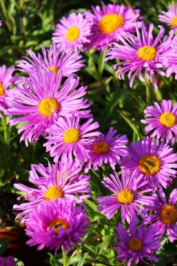 Alpen-Aster Aster alpinus 'Happy End' 5-10 Topf 9x9 cm (P9)