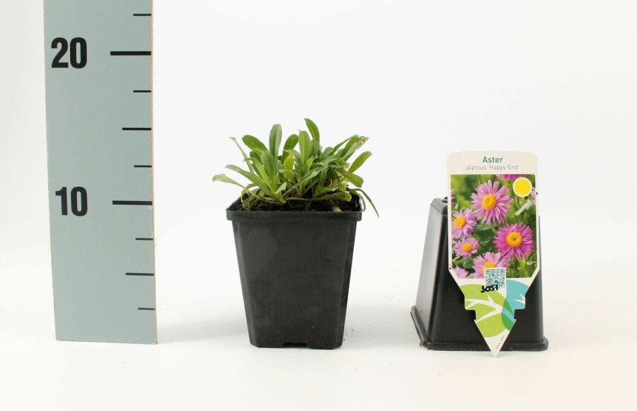 Alpen-Aster Aster alpinus 'Happy End' 5-10 Topf 9x9 cm (P9) Aster alpinus 'Happy End'