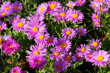 Alpen-Aster Aster alpinus 'Happy End' 5-10 Topf 9x9 cm (P9)