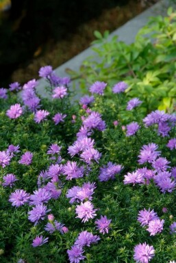 Kissen-Aster Aster dumosus 'Lady in Blue' 5-10 Topf 9x9 cm (P9)