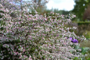Waagerechte Herbst-Aster Aster lateriflorus 'HoriZontalis' 5-10 Topf 9x9 cm (P9) Aster lateriflorus 'HoriZontalis'