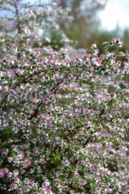 Waagerechte Herbst-Aster Aster lateriflorus 'HoriZontalis' 5-10 Topf 9x9 cm (P9) Aster lateriflorus 'HoriZontalis'