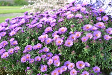 Raublatt-Aster Aster novae-angliae 'Purple Dome' 5-10 Topf 9x9 cm (P9)