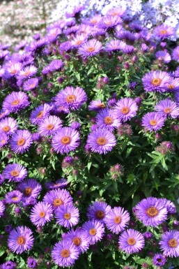 Raublatt-Aster Aster novae-angliae 'Purple Dome' 5-10 Topf 9x9 cm (P9)