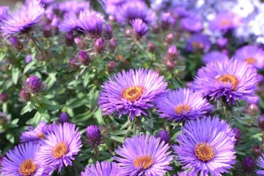 Raublatt-Aster Aster novae-angliae 'Purple Dome' 5-10 Topf 9x9 cm (P9) Aster novae-angliae 'Purple Dome'