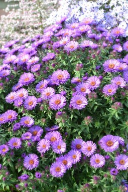 Raublatt-Aster Aster novae-angliae 'Purple Dome' 5-10 Topf 9x9 cm (P9) Aster novae-angliae 'Purple Dome'