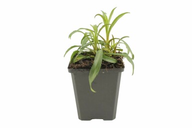 Glattblattaster Aster novi-belgii 'Marie Ballard' 5-10 Topf 9x9 cm (P9) Aster novi-belgii 'Marie Ballard'