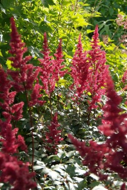 Prachtspiere Astilbe arendsii 'Fanal' 5-10 Topf 9x9 cm (P9)