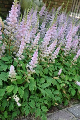 Chinesische Prachtspiere Astilbe chinensis 'Pumila' 5-10 Topf 9x9 cm (P9) Astilbe chinensis 'Pumila'