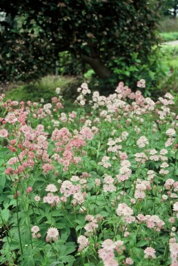 Sterndolde Astrantia major 5-10 Topf 9x9 cm (P9) Astrantia major