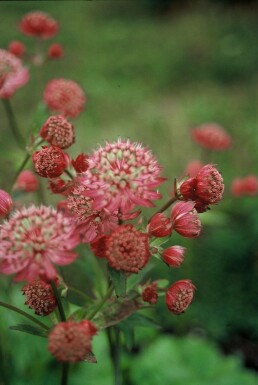 Große Sterndolde Astrantia major 'Lars' 5-10 Topf 9x9 cm (P9) Astrantia major 'Lars'