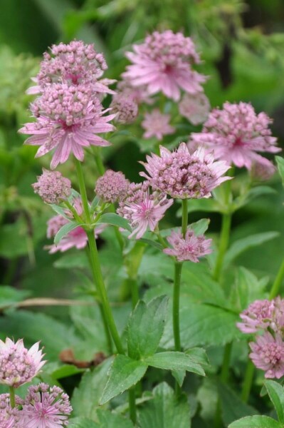 Große Sterndolde Astrantia major 'Pink Pride' 5-10 Topf 9x9 cm (P9) Astrantia major 'Pink Pride'