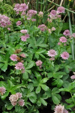 Große Sterndolde Astrantia major 'Pink Pride' 5-10 Topf 9x9 cm (P9)