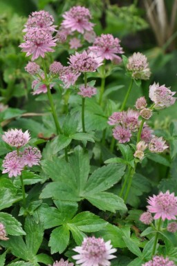 Große Sterndolde Astrantia major 'Pink Pride' 5-10 Topf 9x9 cm (P9) Astrantia major 'Pink Pride'