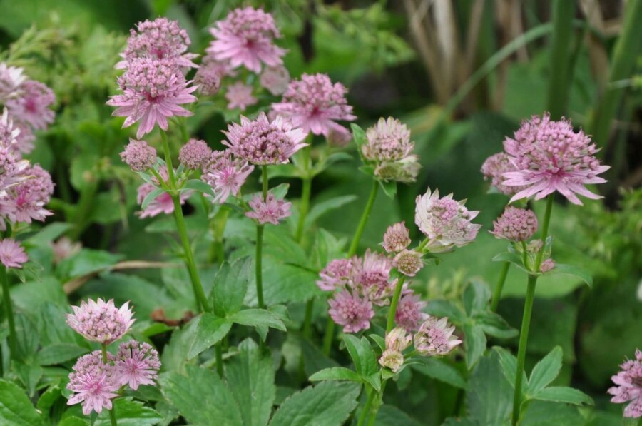 Große Sterndolde Astrantia major 'Pink Pride' 5-10 Topf 9x9 cm (P9) Astrantia major 'Pink Pride'