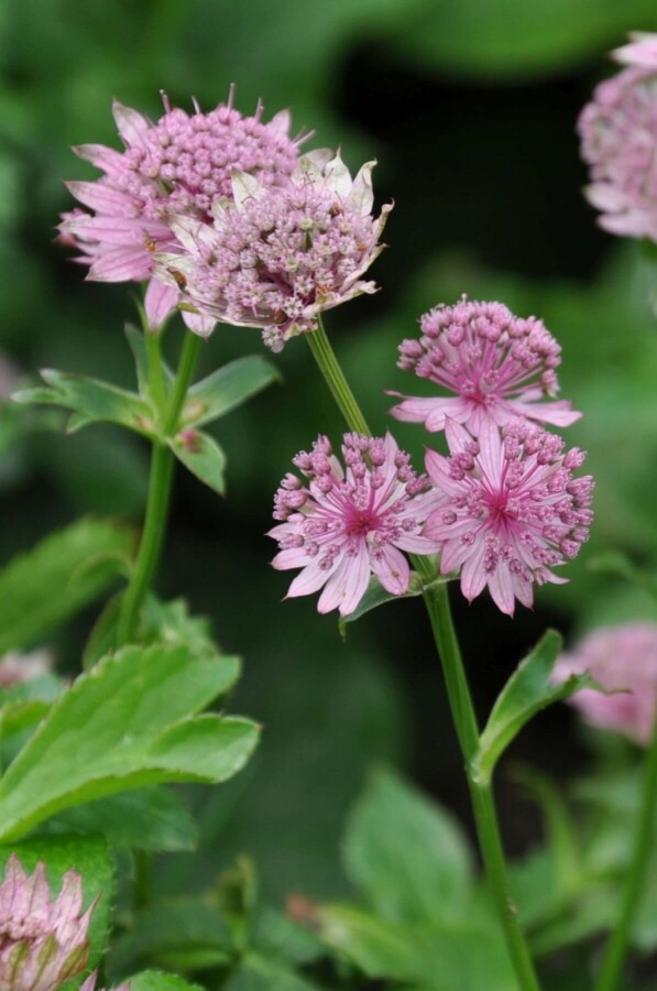 Große Sterndolde Astrantia major 'Pink Pride' 5-10 Topf 9x9 cm (P9) Astrantia major 'Pink Pride'