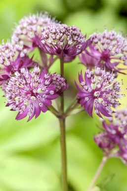 Sterndolde Astrantia major 'Primadonna' 5-10 Topf 9x9 cm (P9)