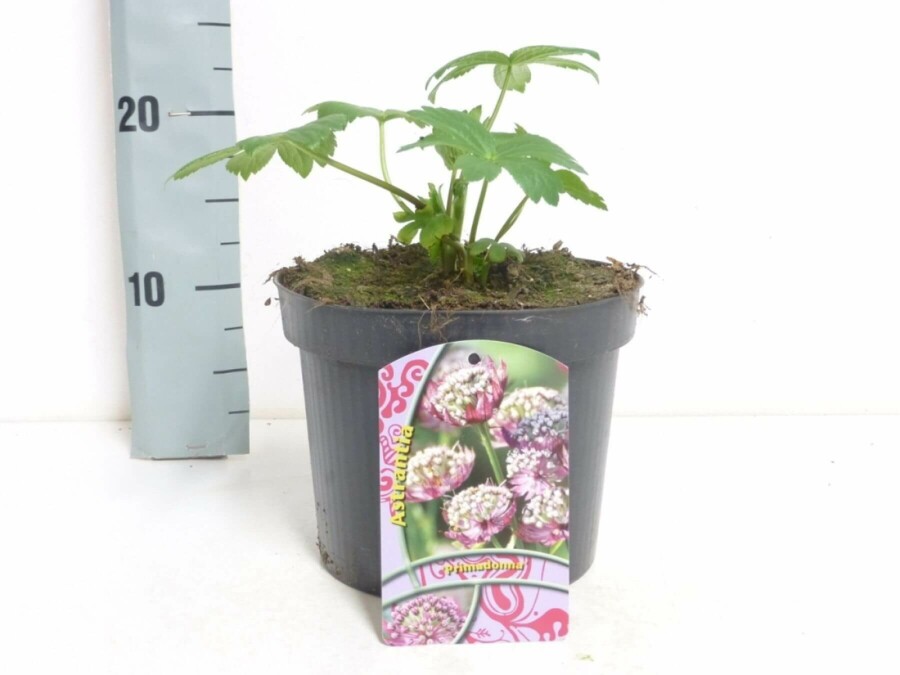 Sterndolde Astrantia major 'Primadonna' 5-10 Topf 9x9 cm (P9) Astrantia major 'Primadonna'