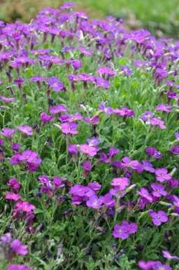 Blaukissen Aubrieta 'Cascade Purple' 5-10 Topf 9x9 cm (P9)