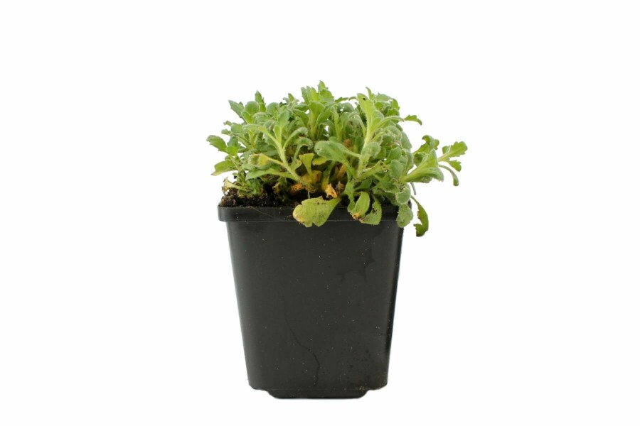 Blaukissen Aubrieta 'Cascade Purple' 5-10 Topf 9x9 cm (P9) Aubrieta 'Cascade Purple'