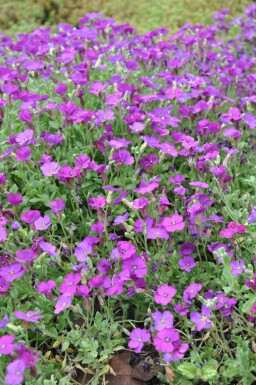 Blaukissen Aubrieta 'Cascade Purple' 5-10 Topf 9x9 cm (P9) Aubrieta 'Cascade Purple'