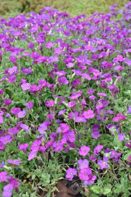 Blaukissen Aubrieta 'Cascade Purple' 5-10 Topf 9x9 cm (P9)