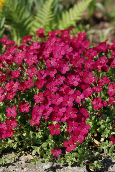 Blaukissen Aubrieta 'Cascade Red' 5-10 Topf 9x9 cm (P9) Aubrieta 'Cascade Red'