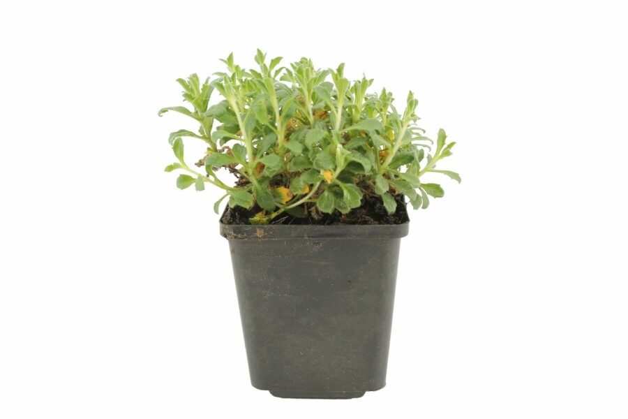 Blaukissen Aubrieta 'Cascade Red' 5-10 Topf 9x9 cm (P9) Aubrieta 'Cascade Red'