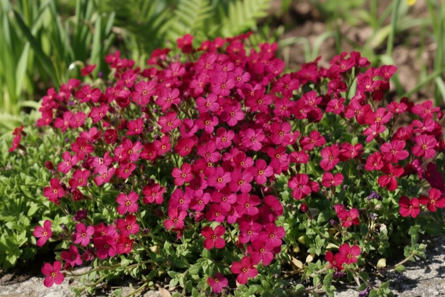 Blaukissen Aubrieta 'Cascade Red' 5-10 Topf 9x9 cm (P9) Aubrieta 'Cascade Red'