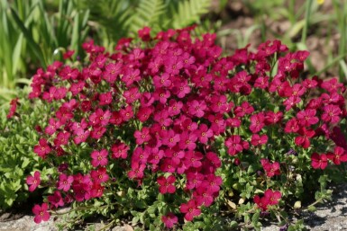 Blaukissen Aubrieta 'Cascade Red' 5-10 Topf 9x9 cm (P9) Aubrieta 'Cascade Red'