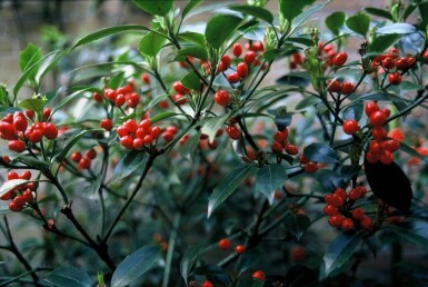 Japanische Aukube Aucuba Japonica 'Rozannie' Strauch 20-30 Topf 2 ltr. (C2) Aucuba japonica 'Rozannie' Strauch 30-40 cm