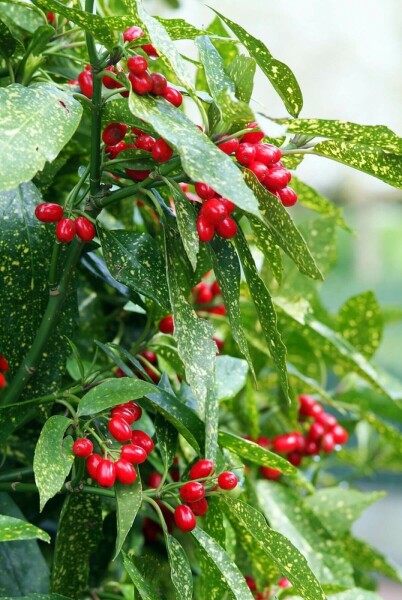 Japanische Aukube Aucuba Japonica 'Variegata' Strauch 20-30 Topf 3 ltr. (C3) Aucuba japonica 'Variegata' Strauch 20-30 cm