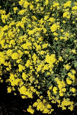 Felsen-Steinkraut Aurinia saxatilis 5-10 Topf 9x9 cm (P9) Aurinia saxatilis