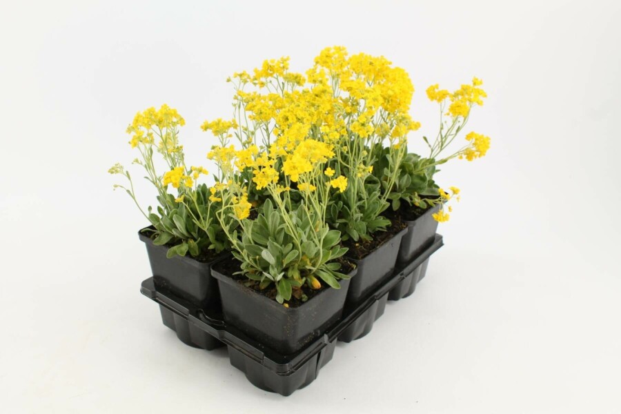 Felsen-Steinkraut Aurinia saxatilis 5-10 Topf 9x9 cm (P9) Aurinia saxatilis