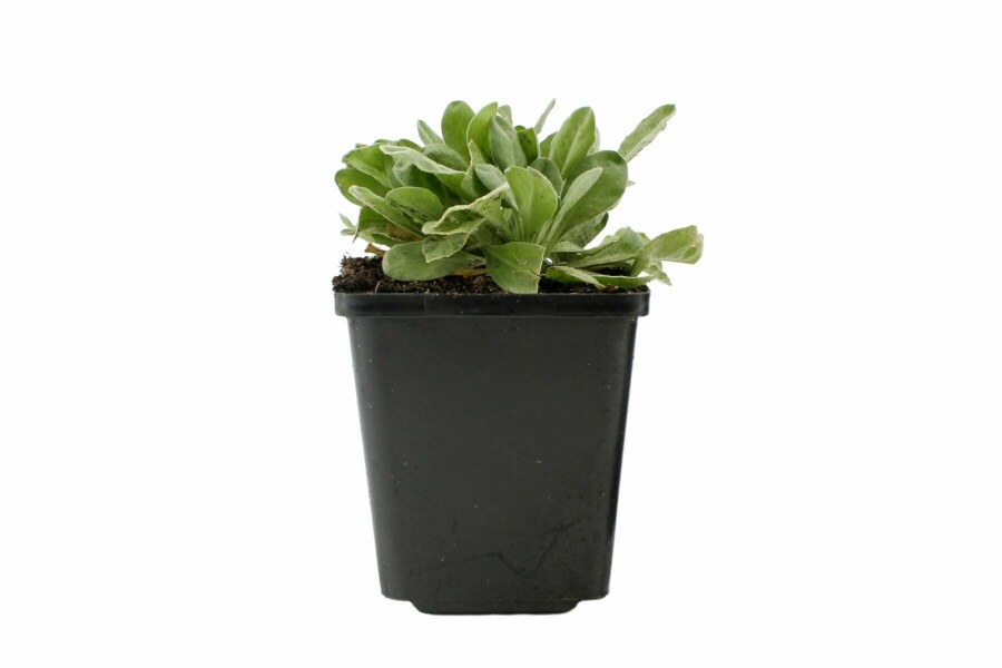 Felsen-Steinkraut Aurinia saxatilis 5-10 Topf 9x9 cm (P9) Aurinia saxatilis